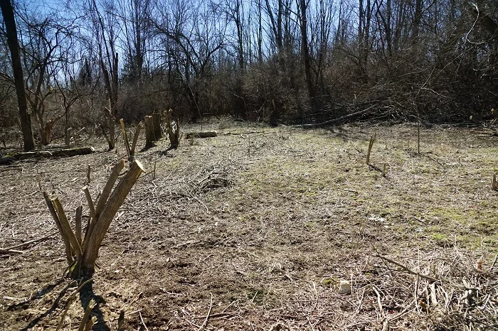 Partially cleared children area smaller.jpg