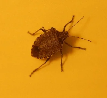 Stink3_brown_marmorated_stink_bug_Lexington_KY_Jan_2015.jpg