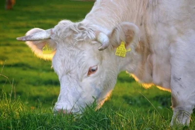 happy_cows_beef_organic.jpg