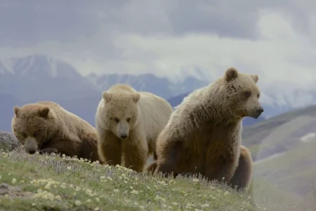 grizzly bears Denali.jpg