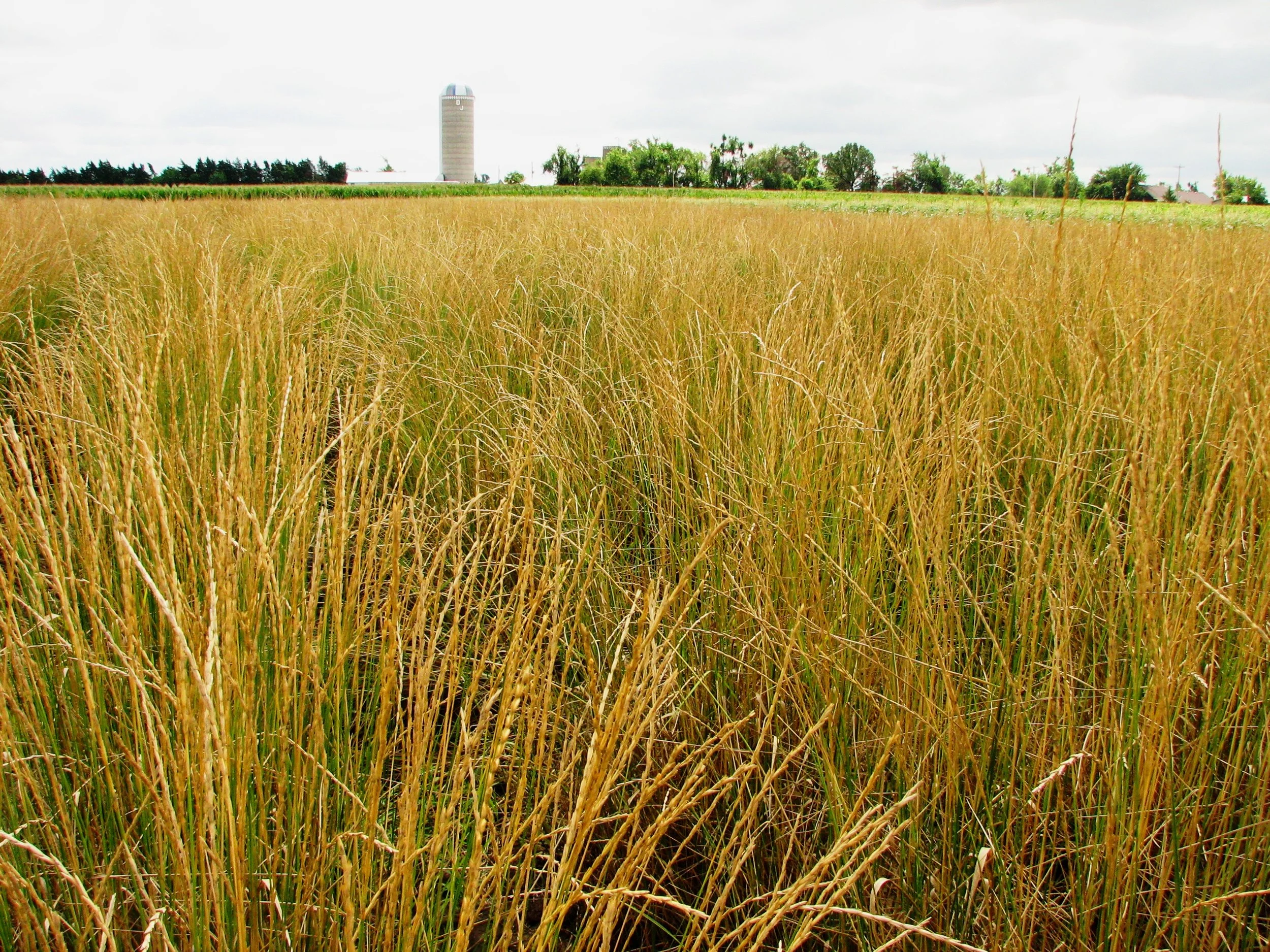 Thinopyrum_intermedium_field.jpg
