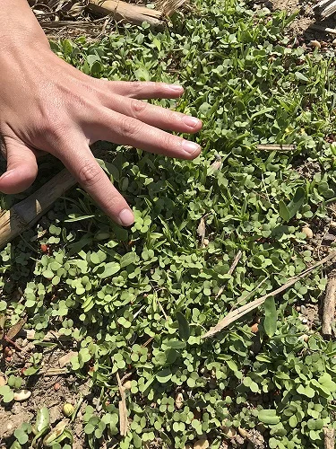 cover_crop_Julia_hand smaller.jpg