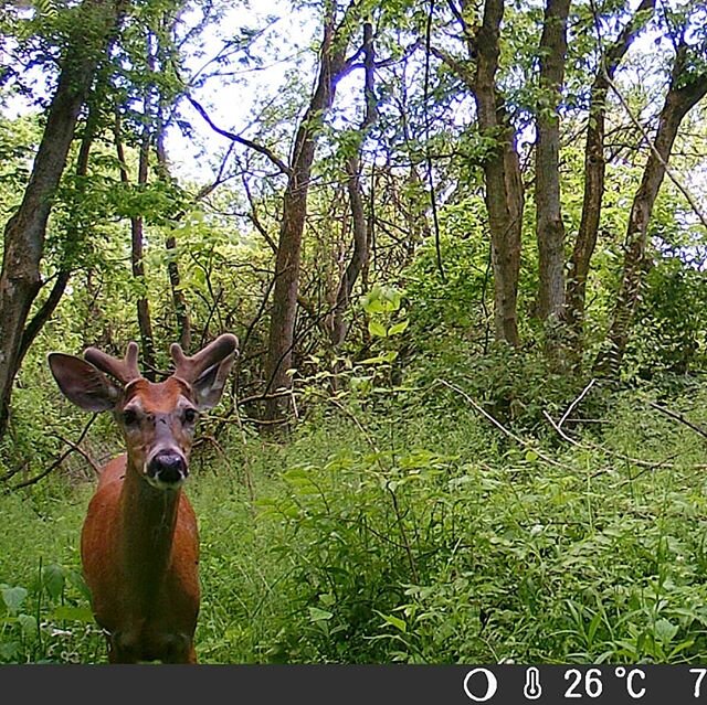Another trail cam visitor: a young buck. Check out those fuzzy antlers!

#regenerativeagriculture #regenerativefarming #regenerativefarm #regenerativelandmanagement