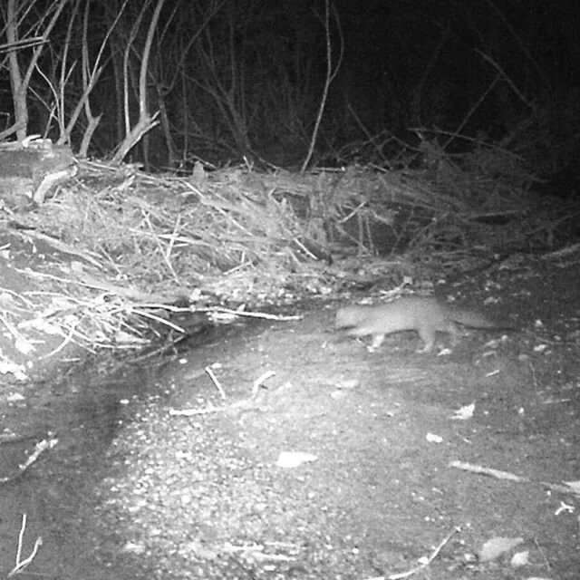 Another exciting capture from our trail cams! This is a long tailed weasel, which are able to hunt prey larger then themselves including rabbits, which we also caught a picture of.

#trailcam #trailcamera #regenerativeagriculture #regenerativefarming #regenerativefarm #regenerativelandmanagement