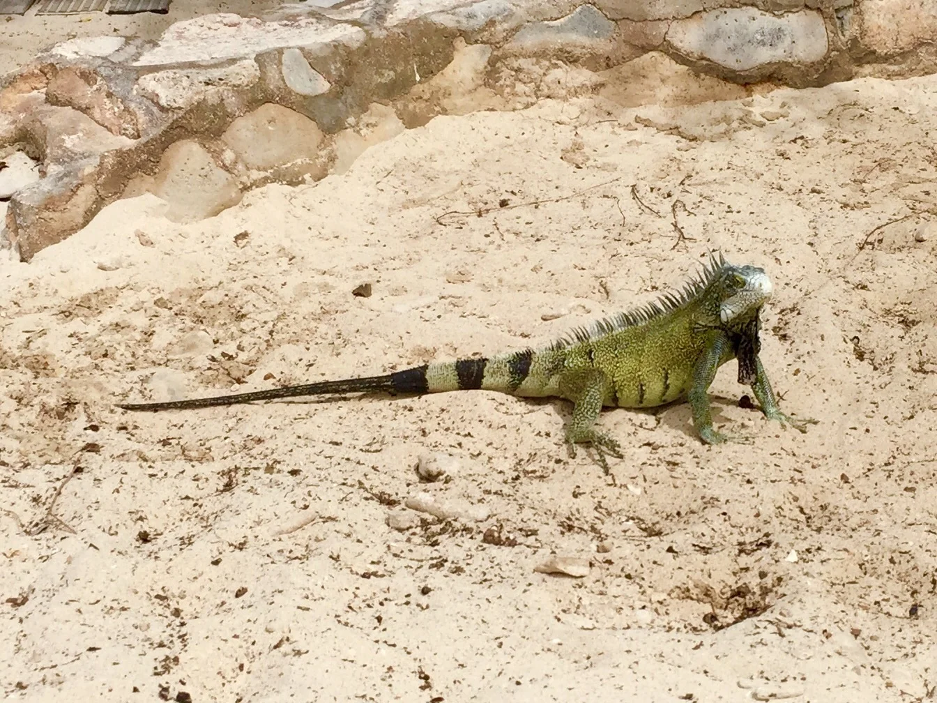 Friendly Iguana