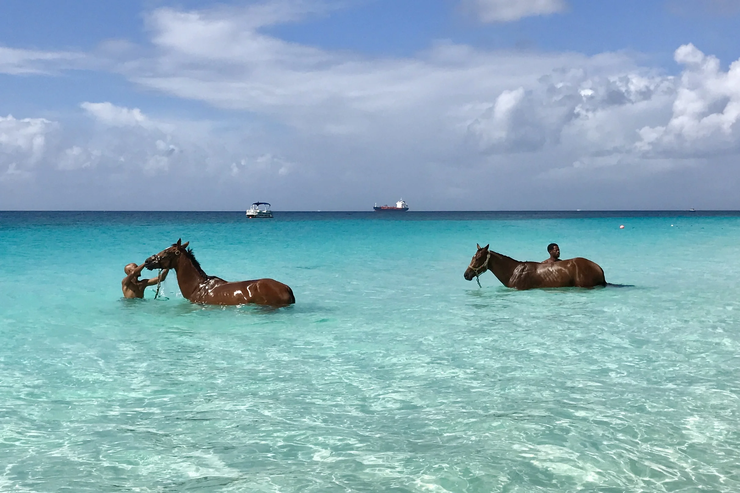 Horses getting in a swim before the races