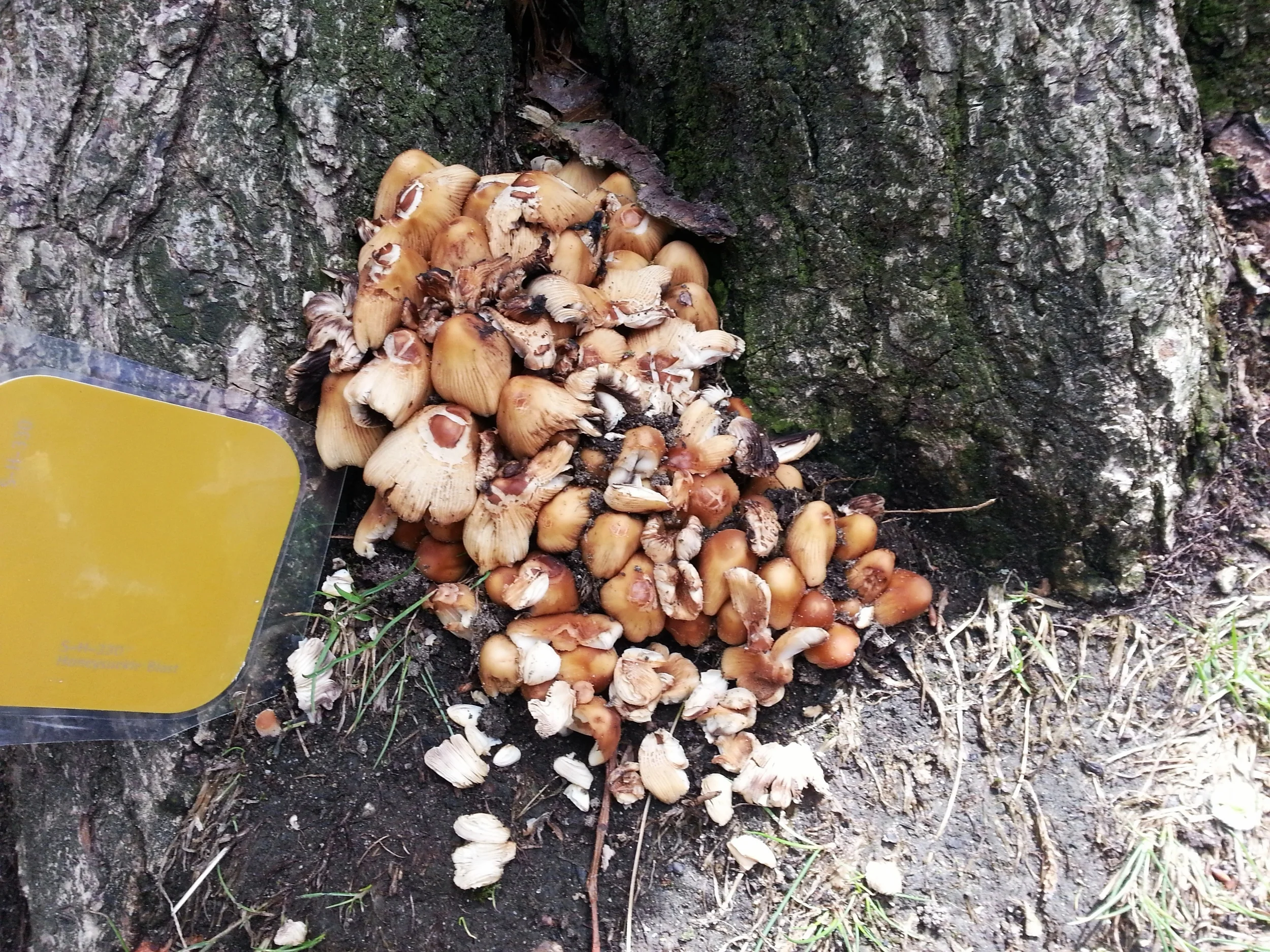 This paint swatch was matched to some mushrooms found outside. 