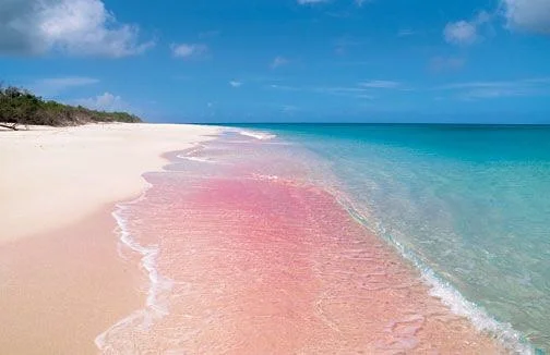 pink sand barbuda.jpg