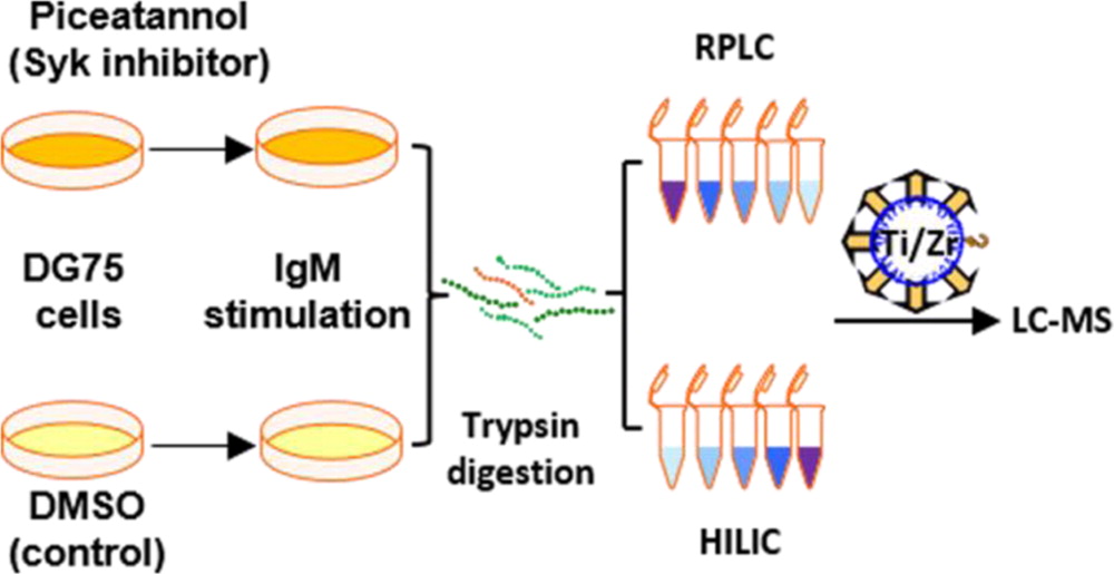 Engagement of the B cell receptor for antigen (BCR) leads to immune responses through a cascade of intracellular signaling events.