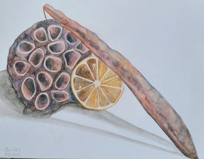 Seed and Pod Claire Park Dwg 1 TCC Fall 2025.jpg