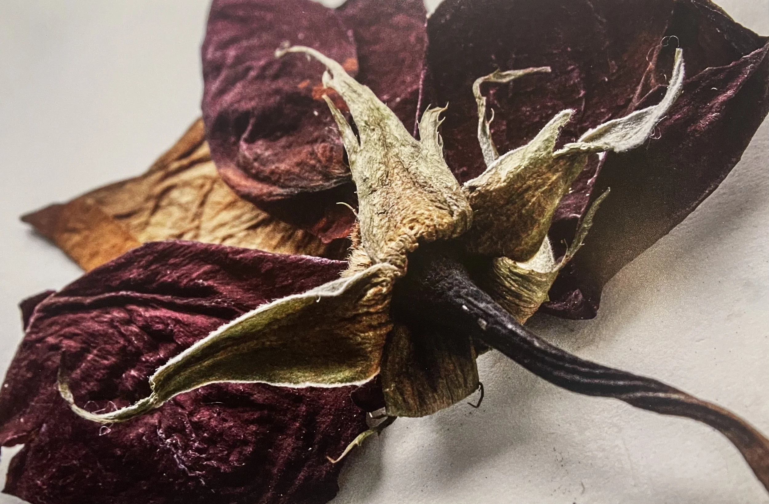 Czekalski_ Dried Flower Series.JPG