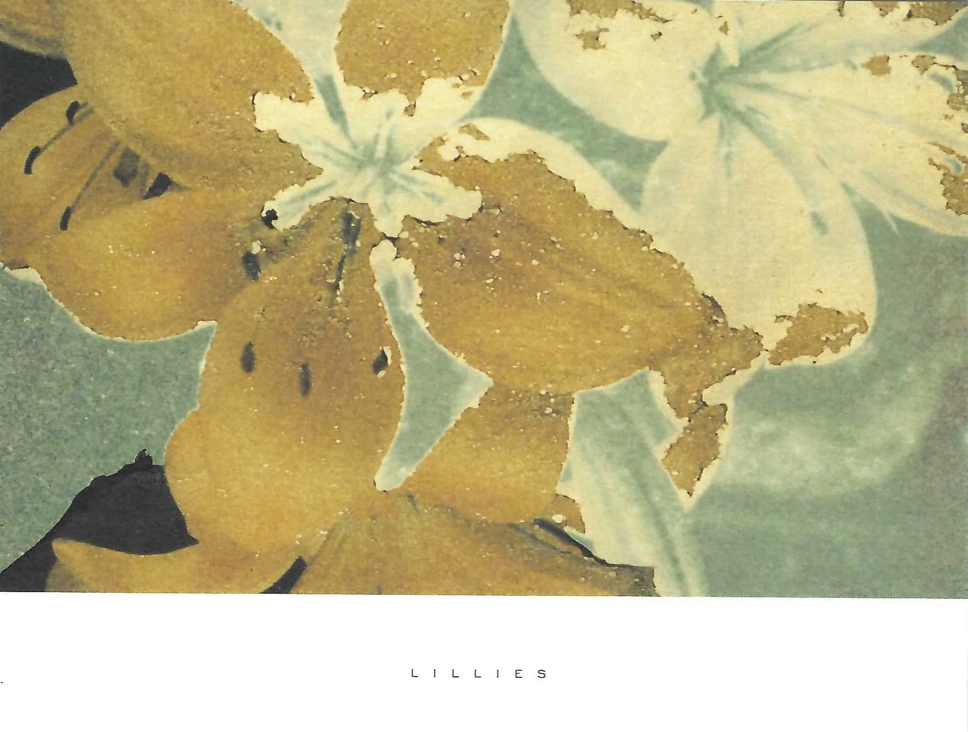 Horticultural postcard - Lilies.jpeg