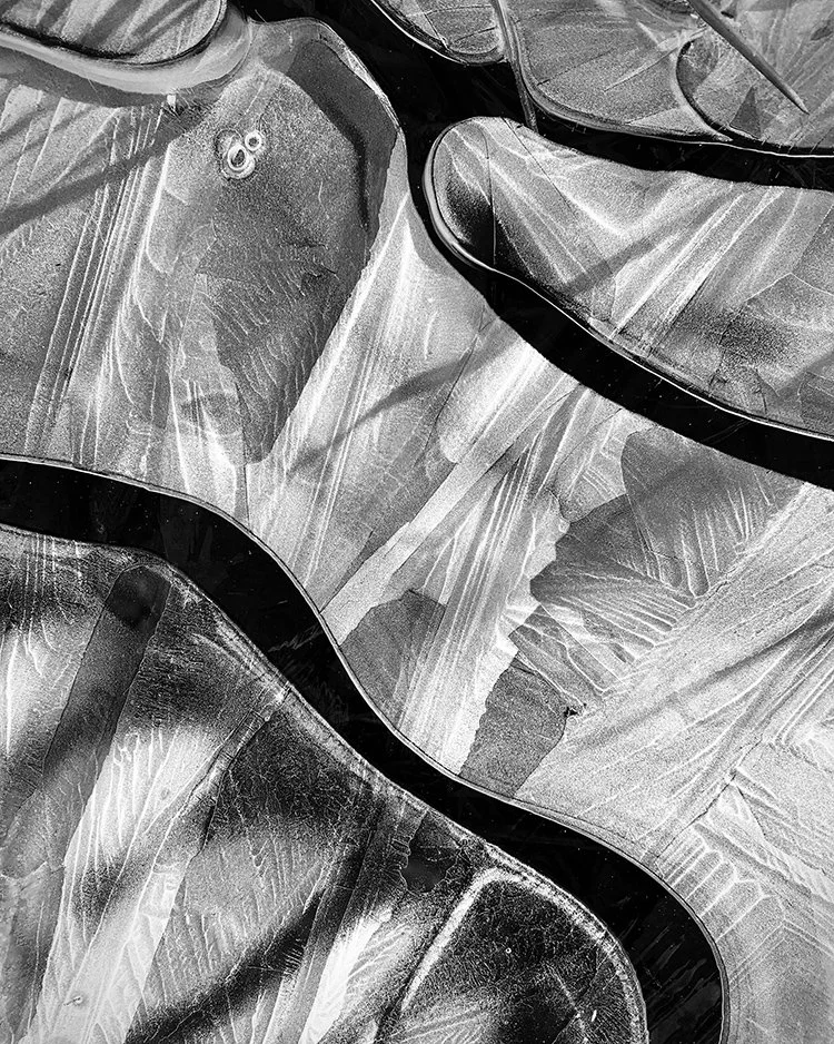 _Delicate_ Susan G Sancomb.jpg