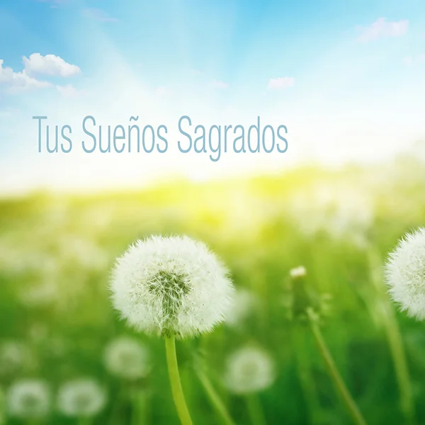 Tus Sueños Sagrados