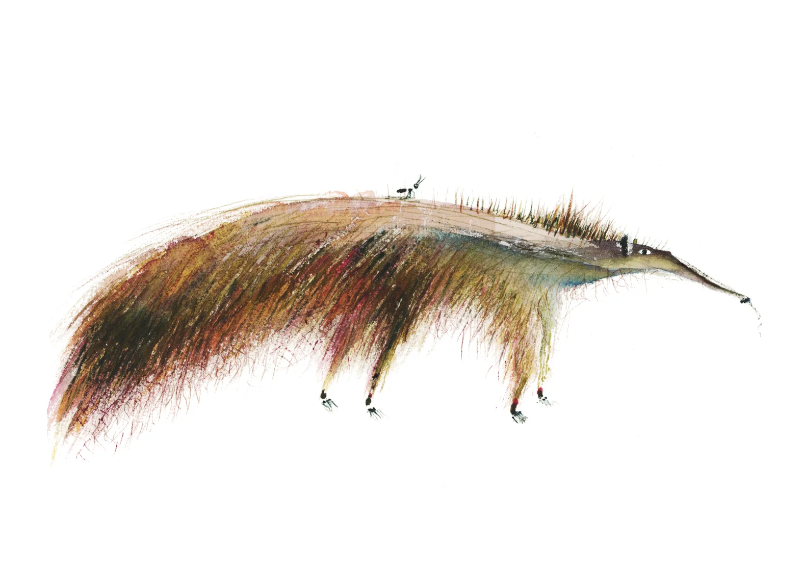 Anteater.jpg