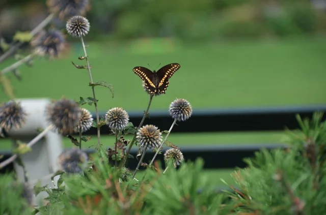 LCG 2012 butteryfly.jpg