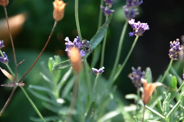 LCG 2012 lavender Robert Simko.jpg