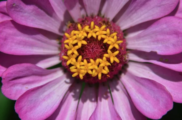 LCG 2012 Robert Simko pink flower.jpg