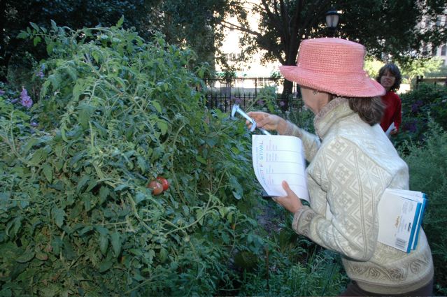 LCG 2007 HarvestFestival measuringtomatoes.jpeg