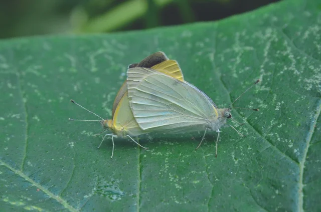 LCG 2012 bugs on green leaf.jpg