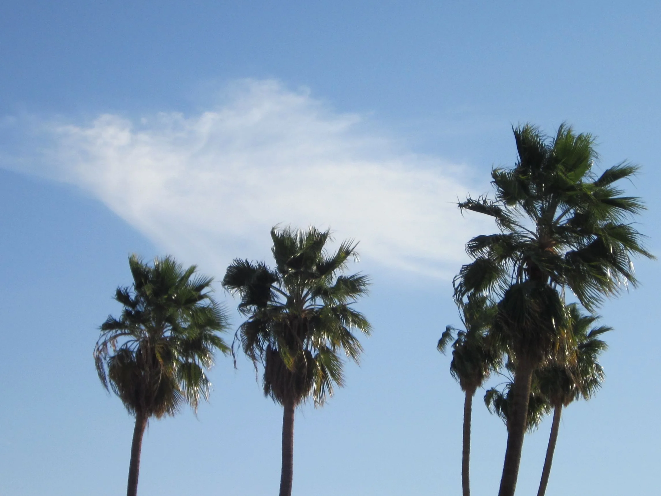 palm tree for wedsite_1.jpg