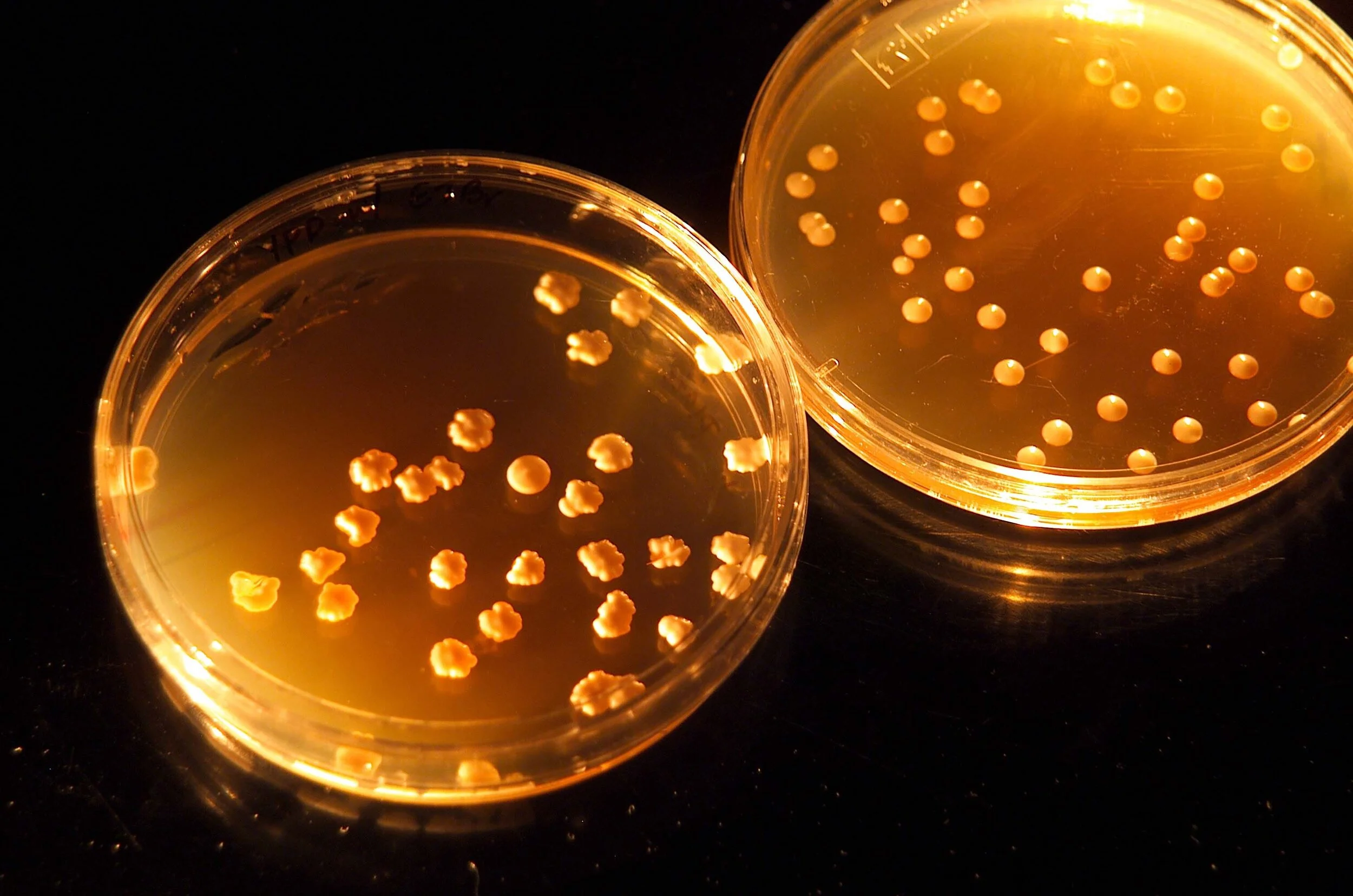 Earth-based microbes