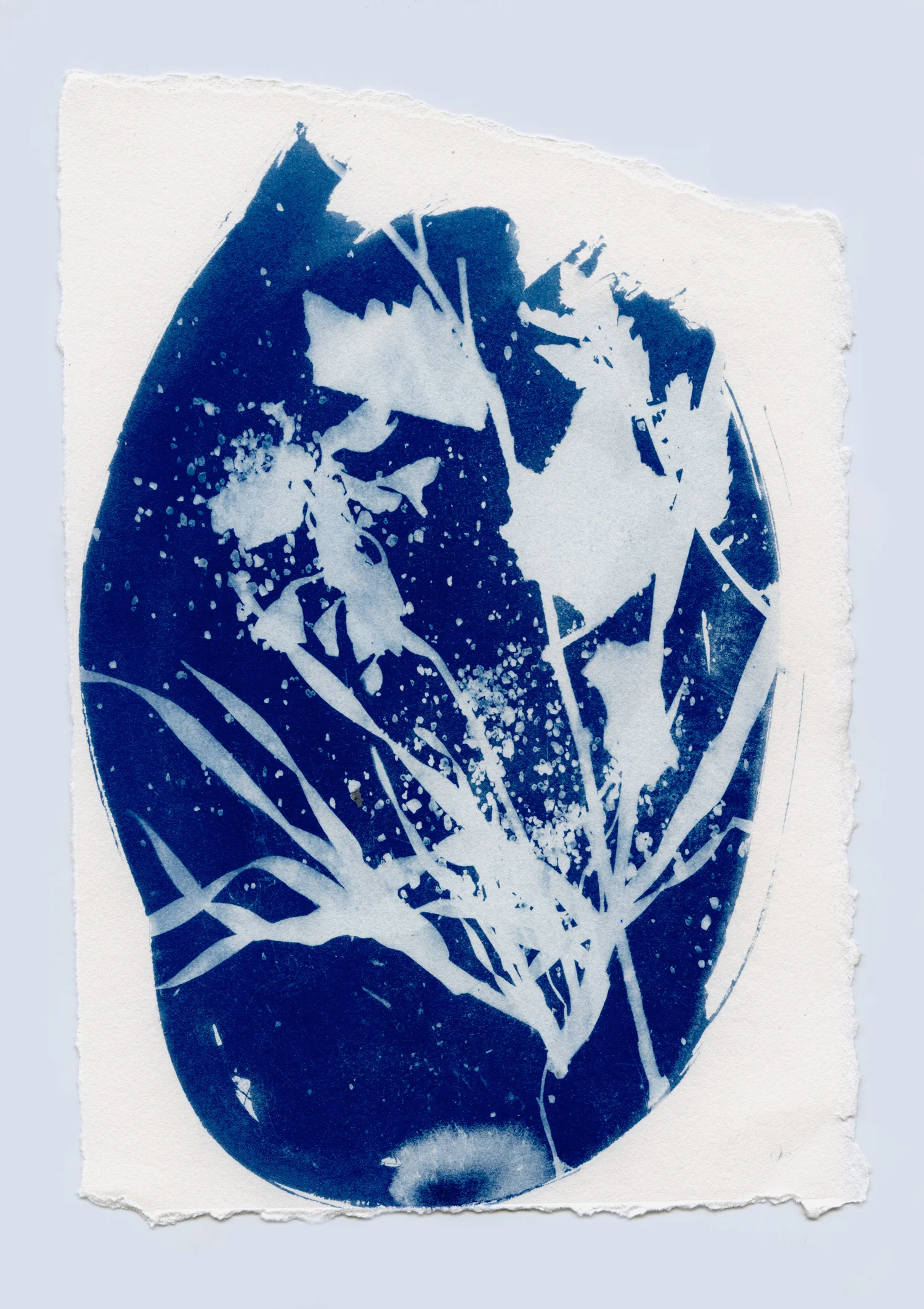 cyanotypesNOTALONE-22.jpg