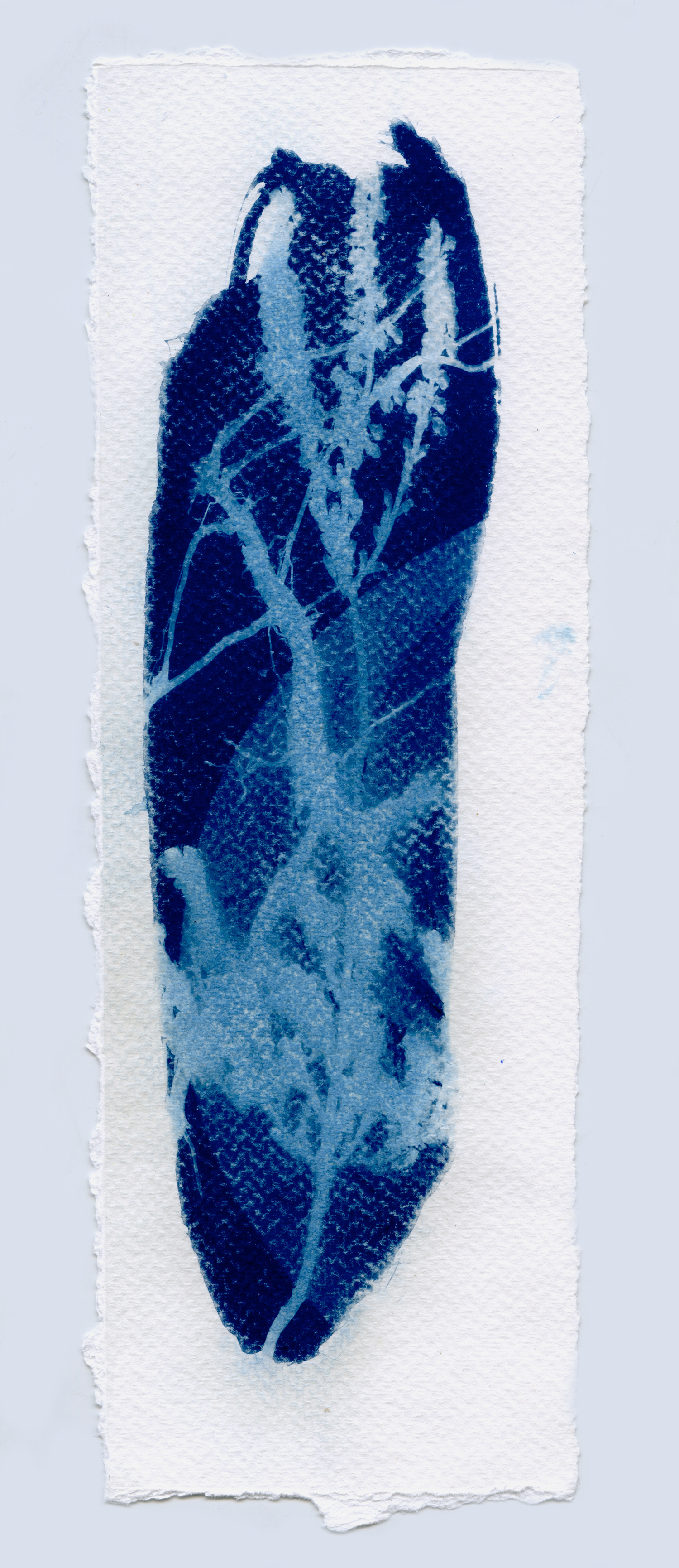 cyanotypesNOTALONE-28.jpg