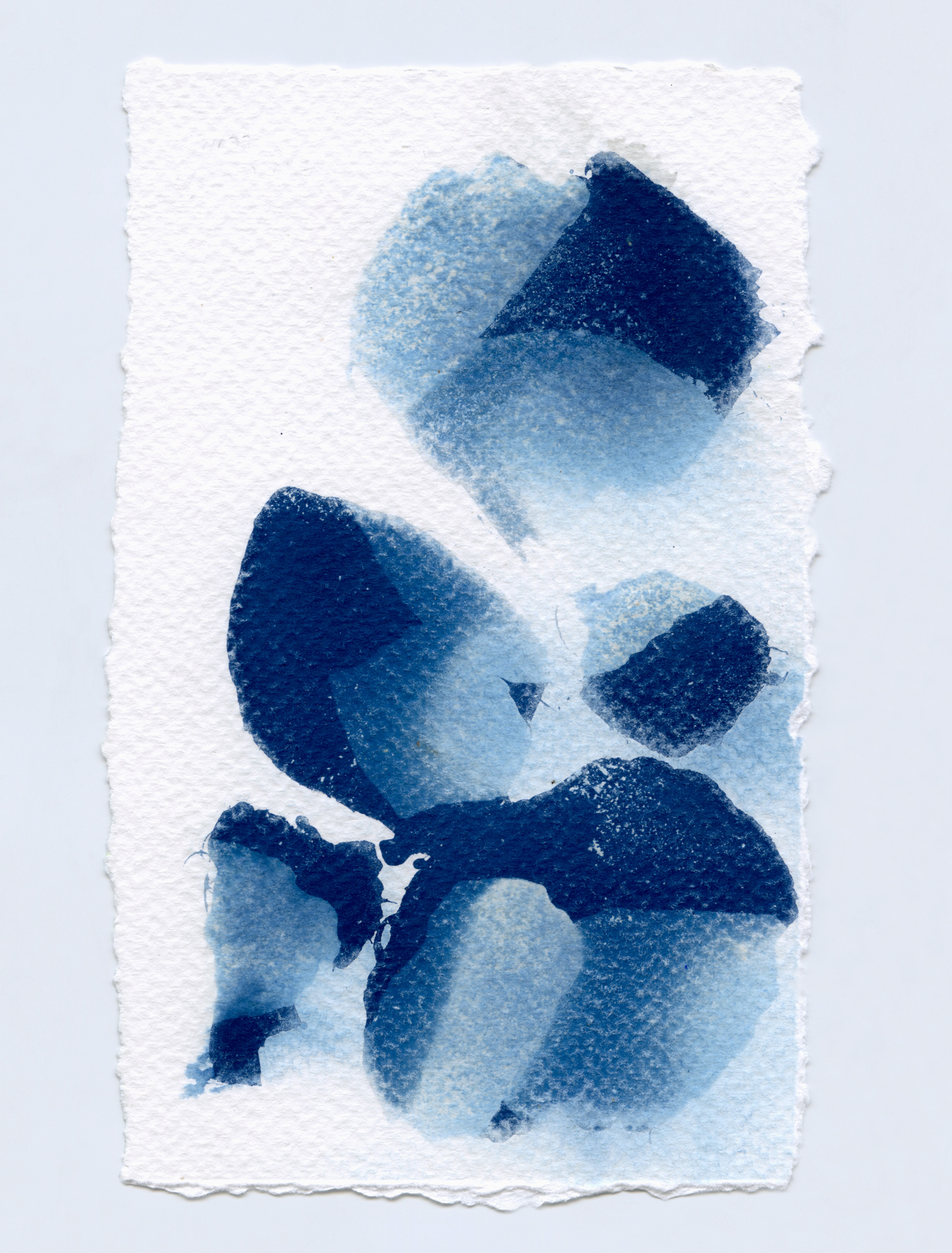 cyanotypesNOTALONE-2.jpg