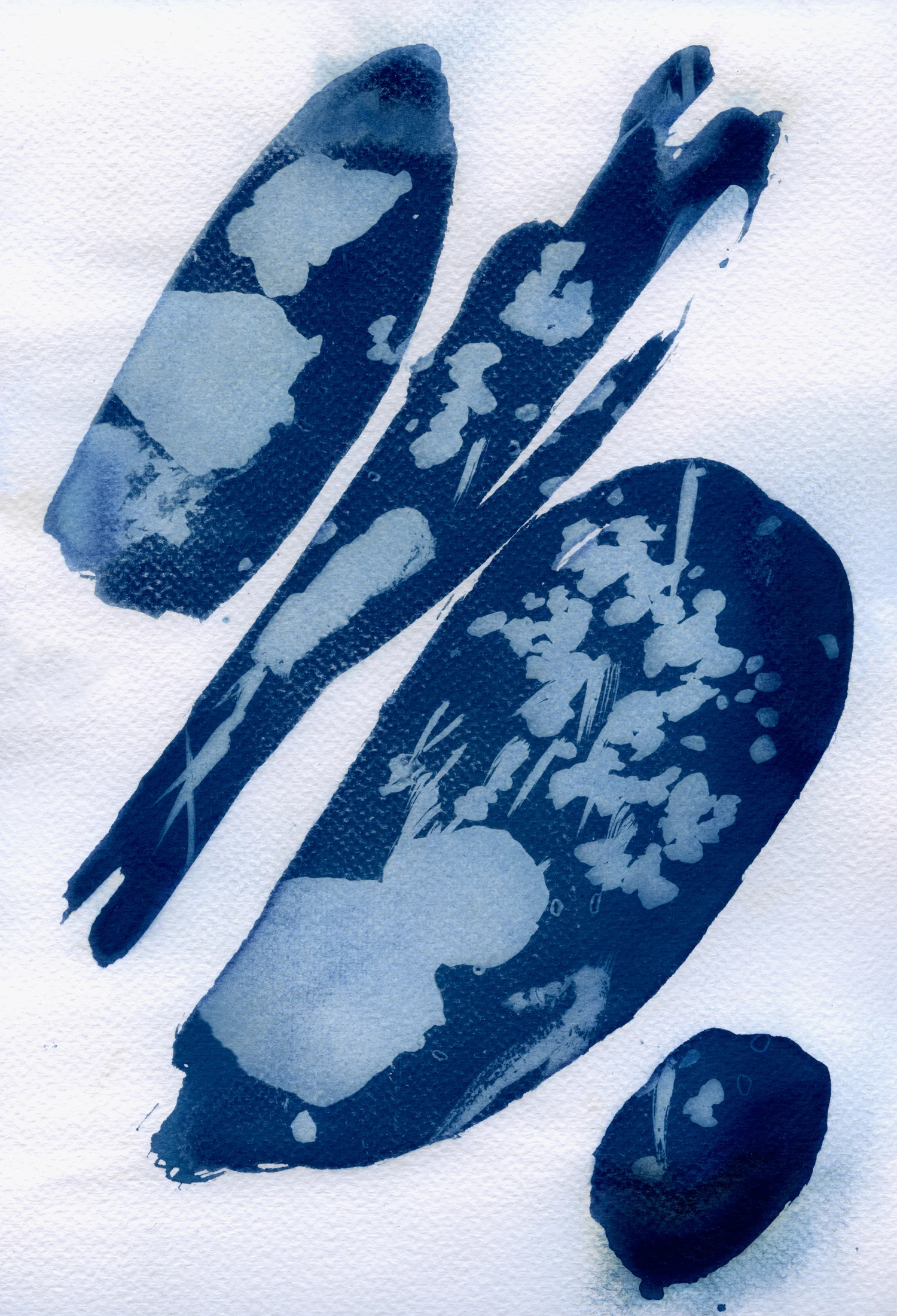 cyanotypesNOTALONE-5.jpg