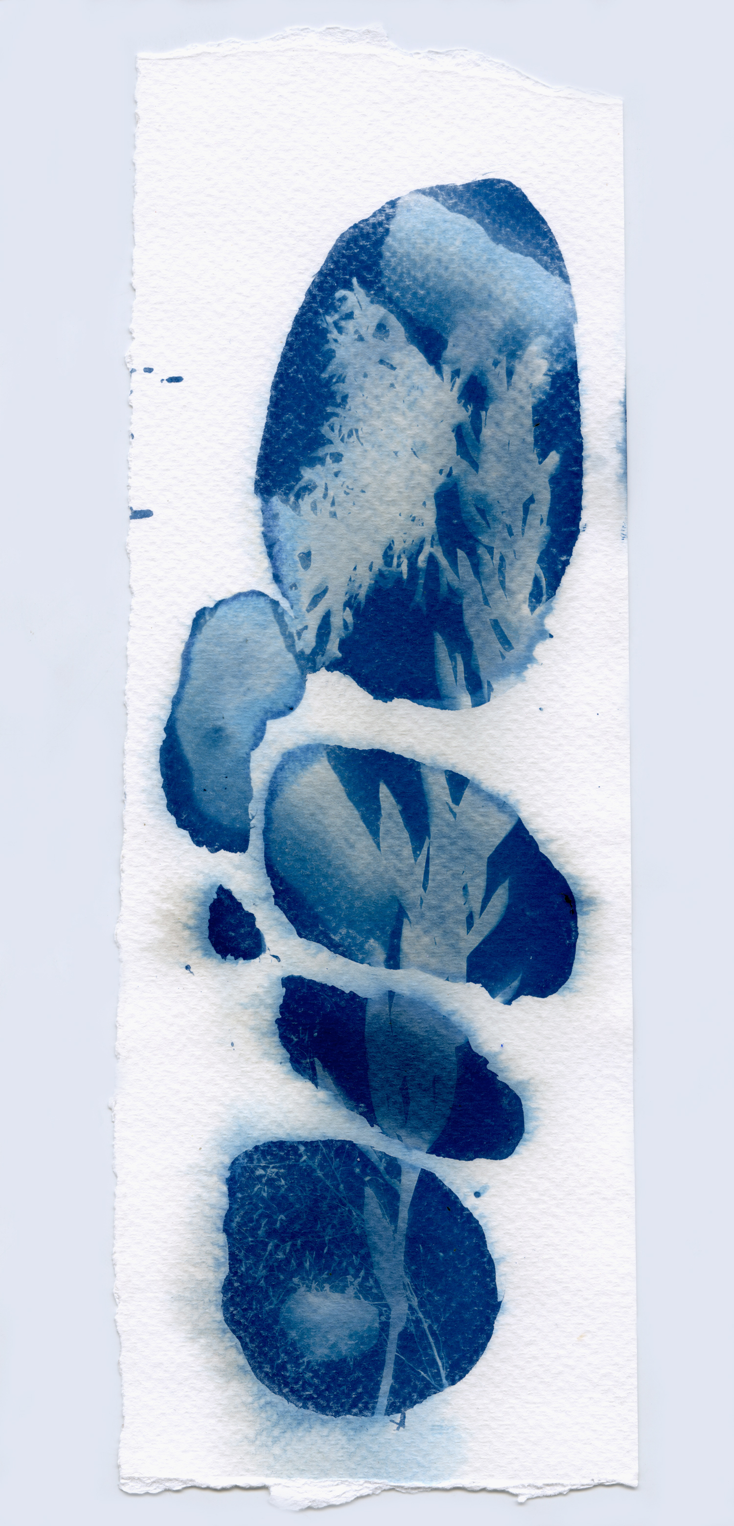 cyanotypesNOTALONE-9.jpg