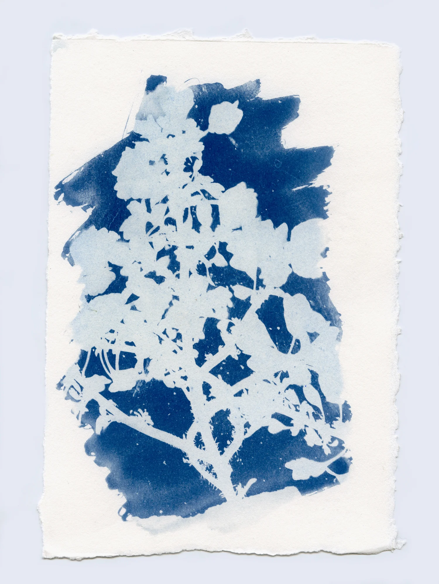 cyanotypesNOTALONE-15.jpg