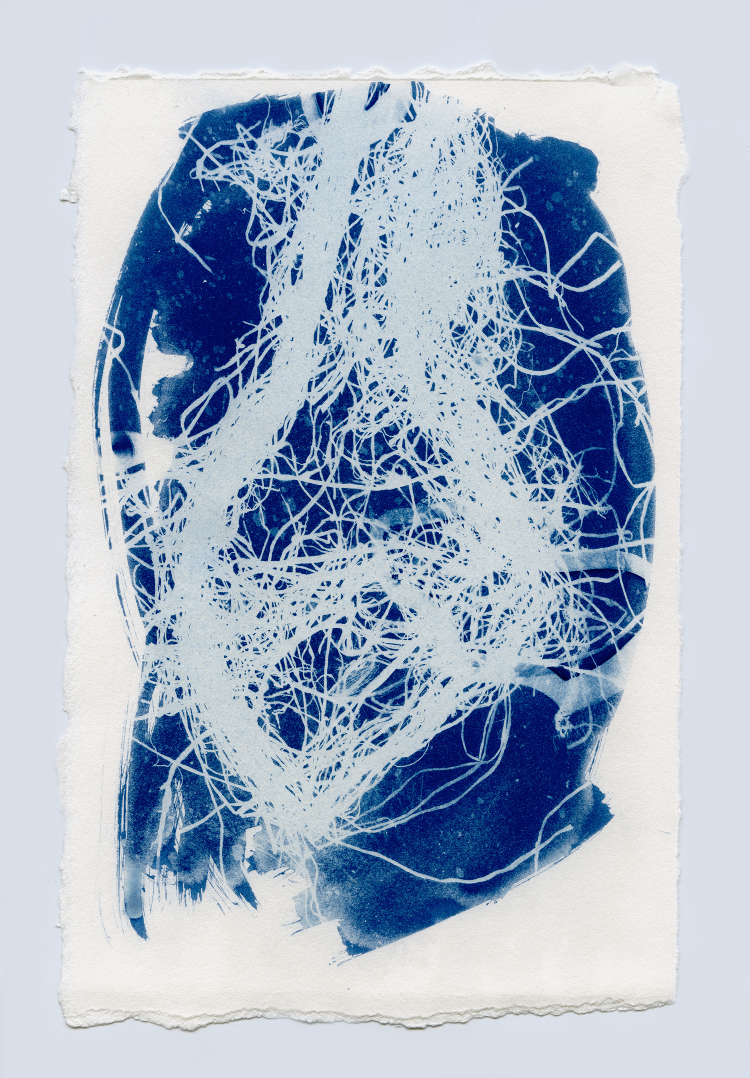 cyanotypesNOTALONE-16.jpg