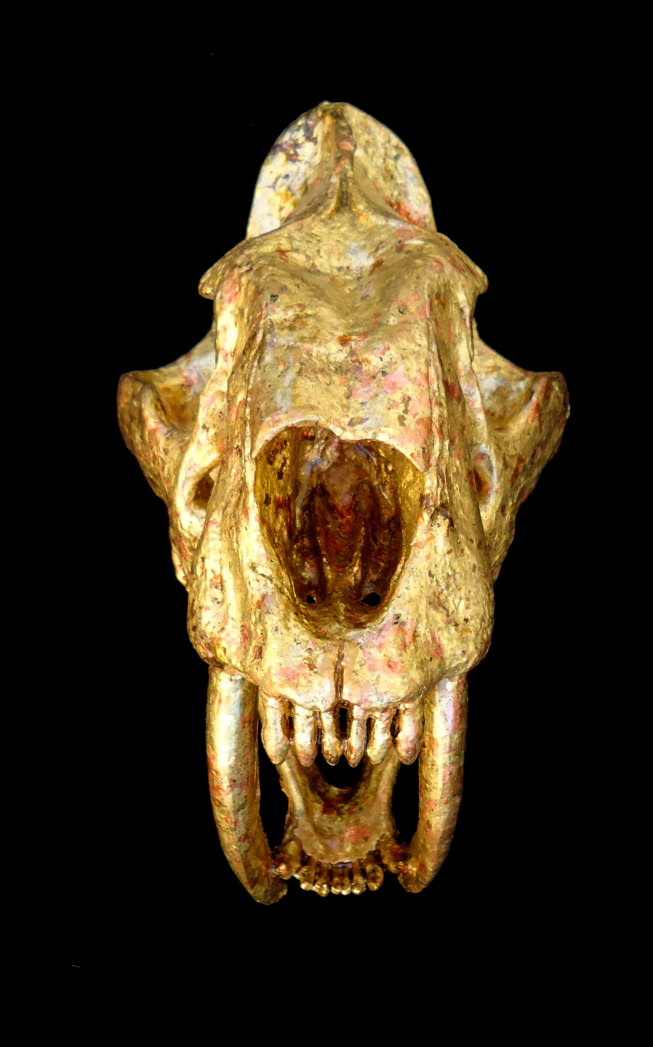 Saber-toothed cat skull (replica)