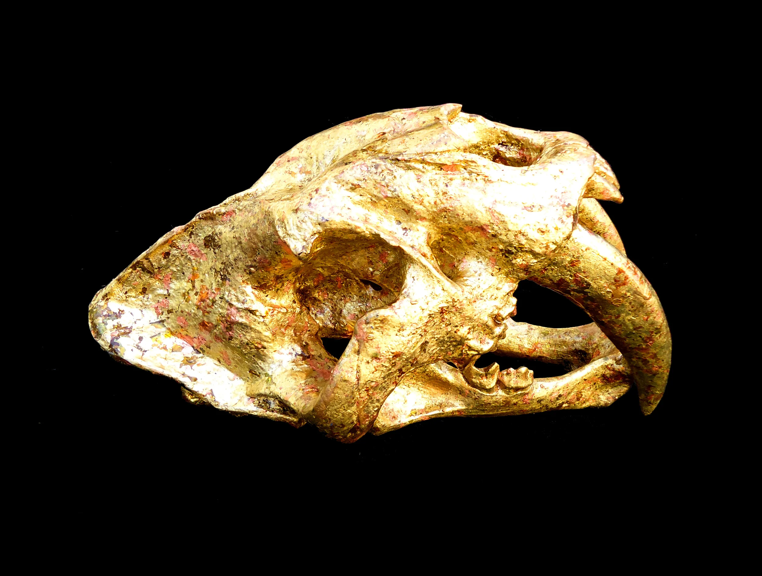 saber tooth side.jpg