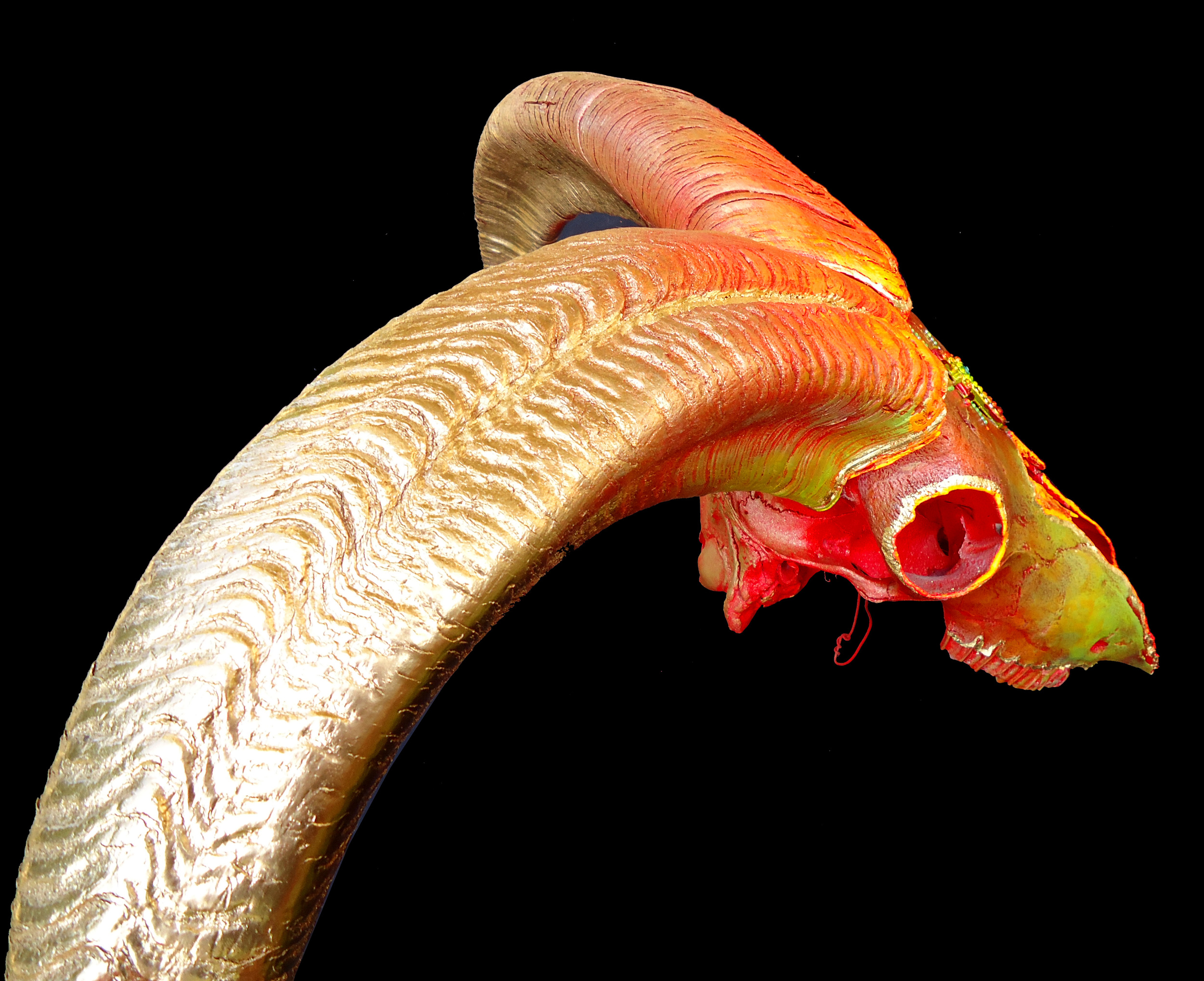 Bighorn Ram Skull