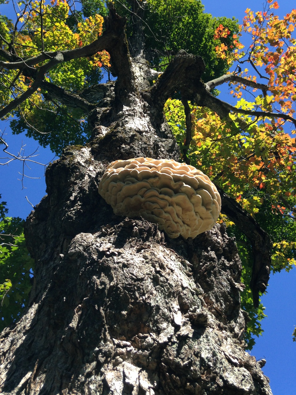 Northern Tooth mushroom