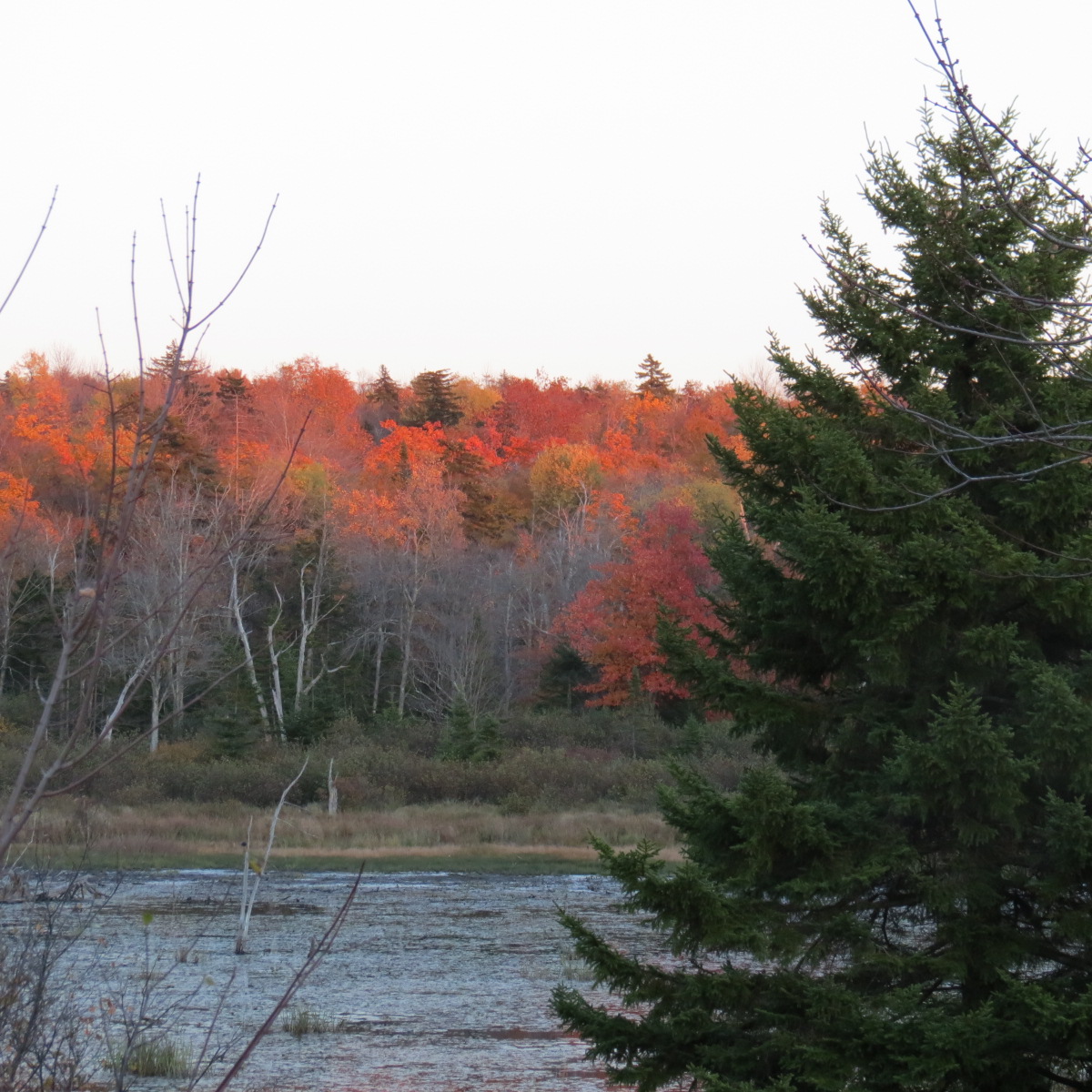 Beaver Pond