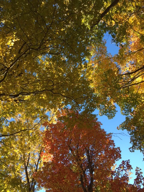 Multicolor Canopy, Nobody's Road