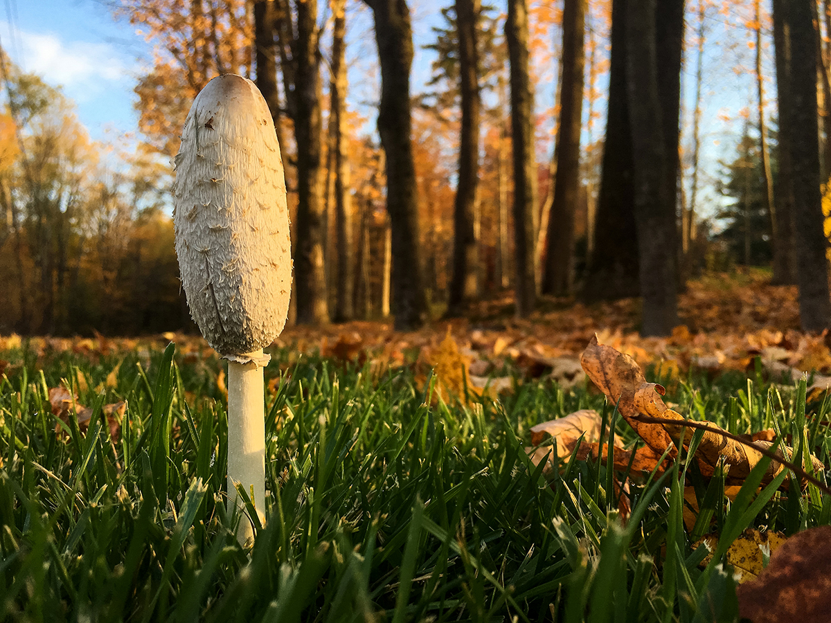 Shaggy Mane Mushroom