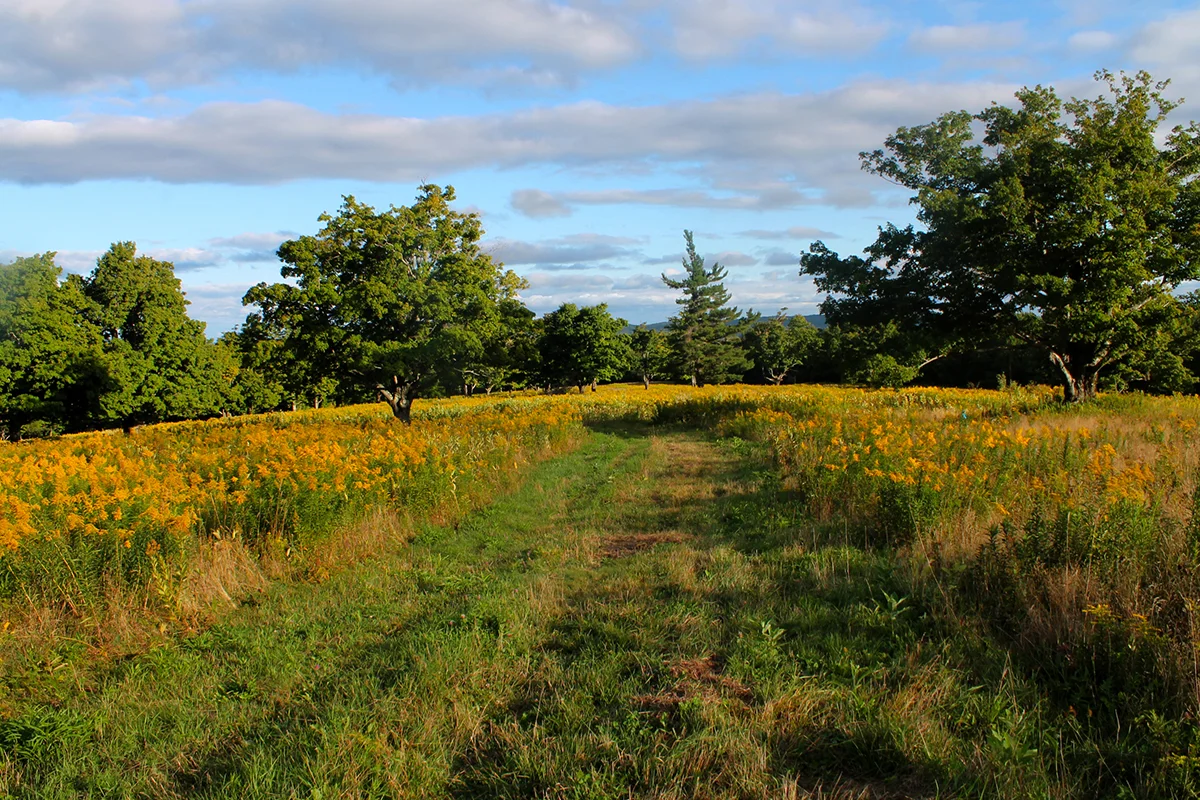 Goldenrod, Upland Farm (Bates Field)