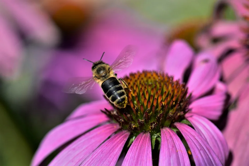 bee2.jpg