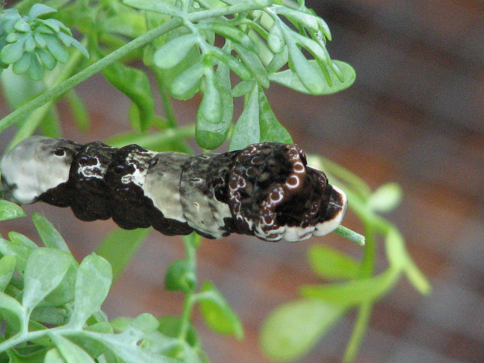 Giant Swallowtail Caterpillar