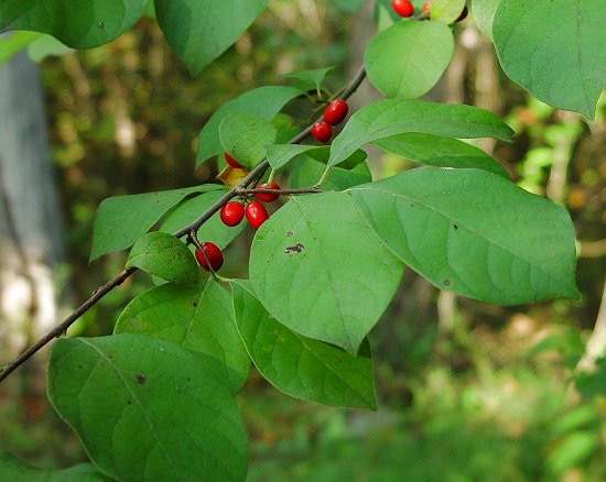 Spicebush - Lindera benzoin [Photo: Missouri Plants]