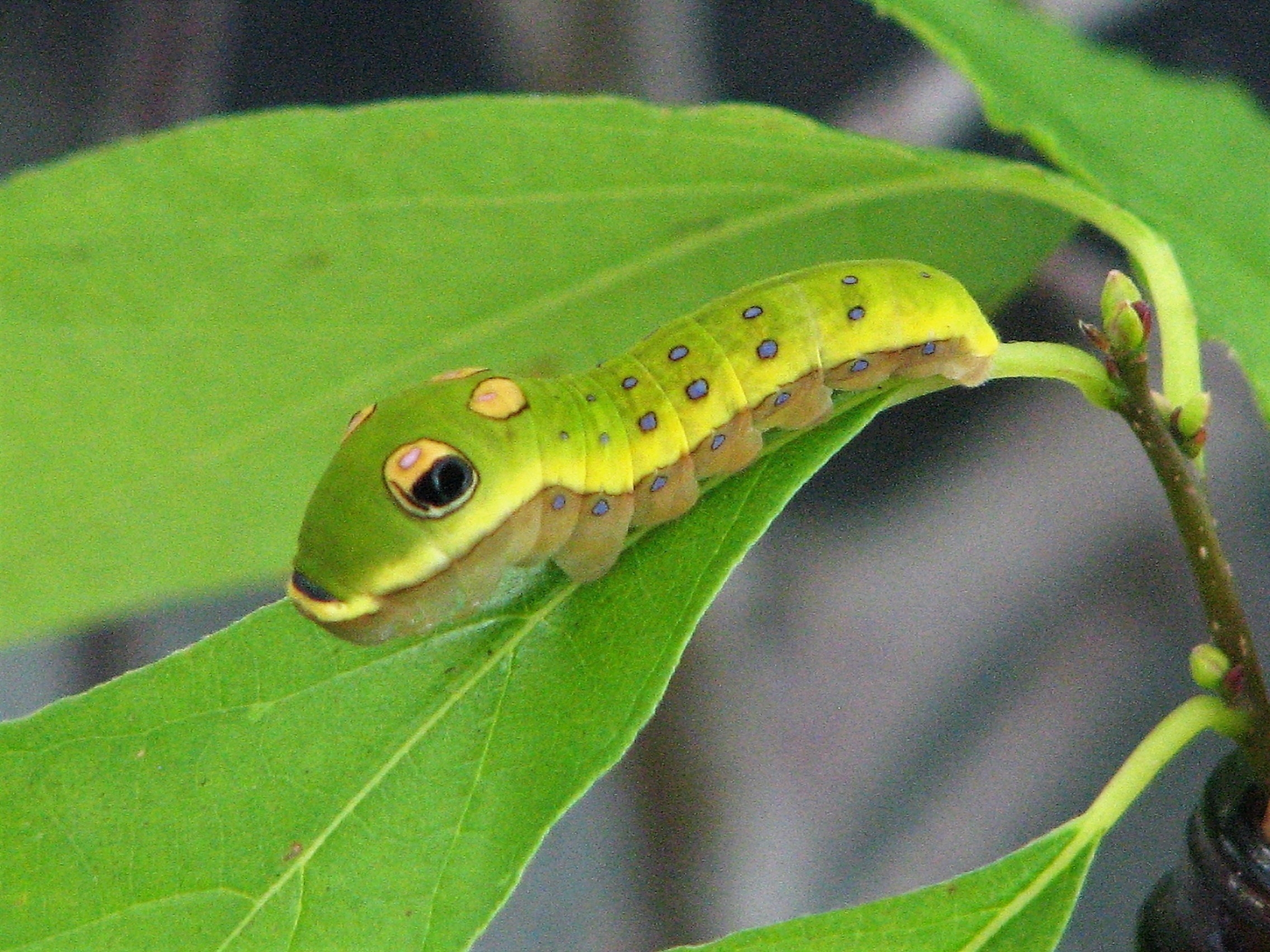 Spicebush Swallowtail Caterpillar