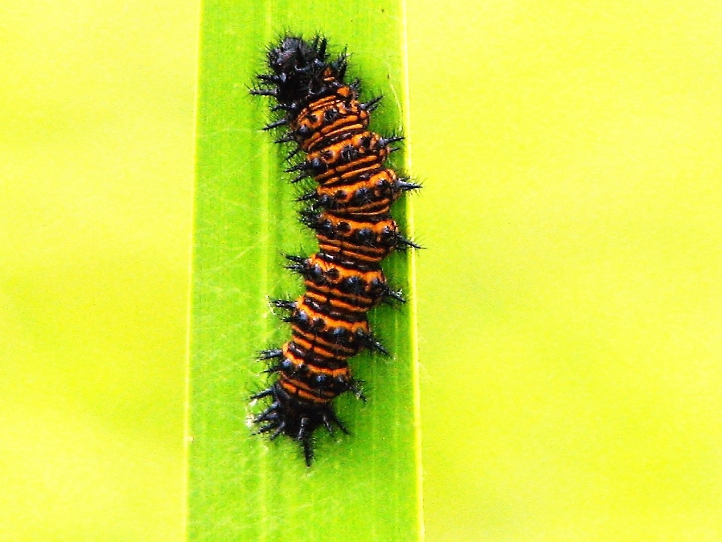 Baltimore Checkerspot Caterpillar