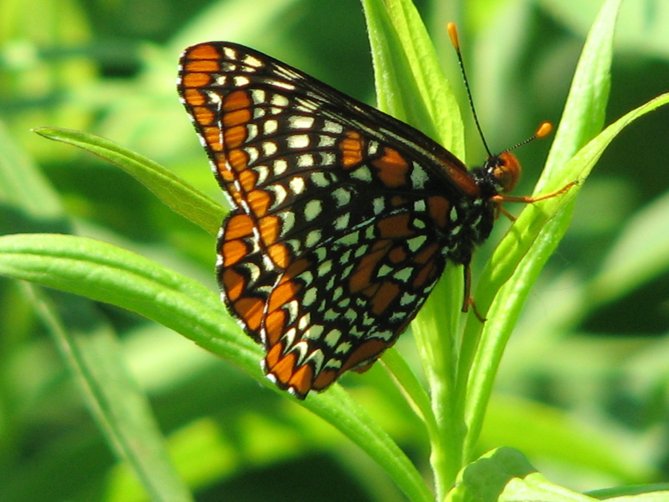 Baltimore Checkerspot Butterfly