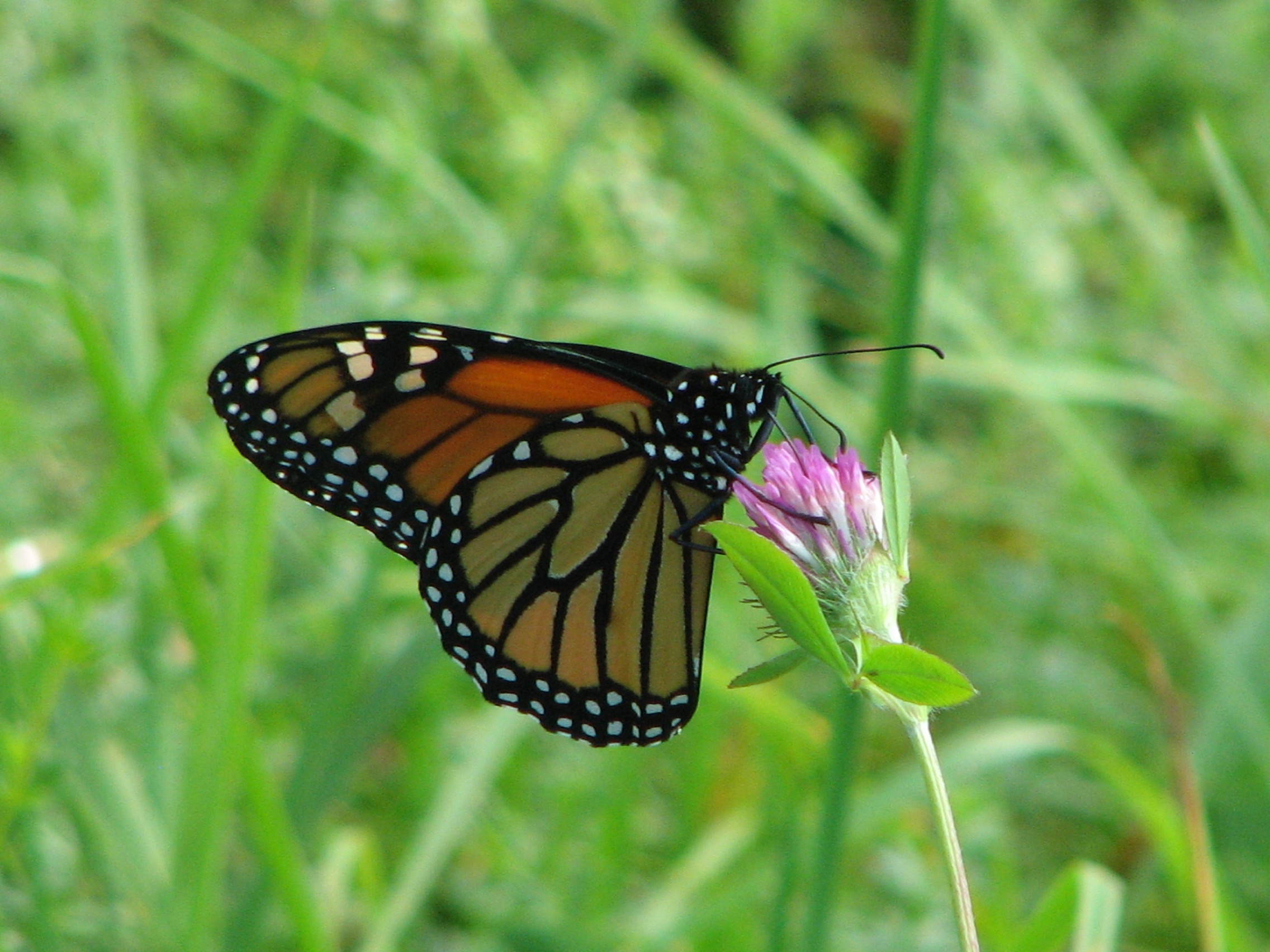 Monarch Butterfly