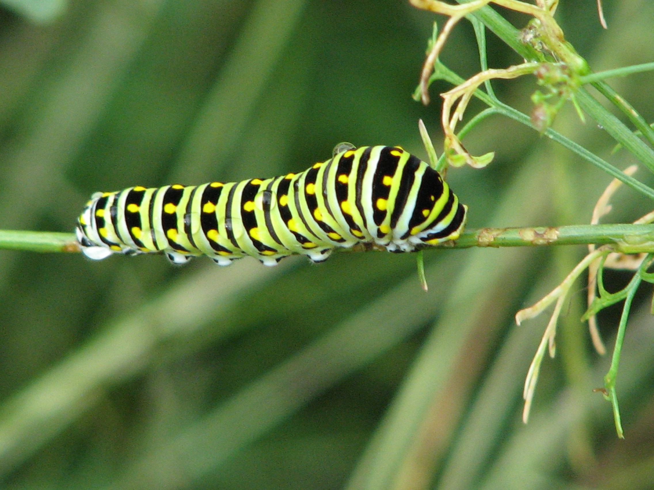 Black Swallowtail Caterpillar