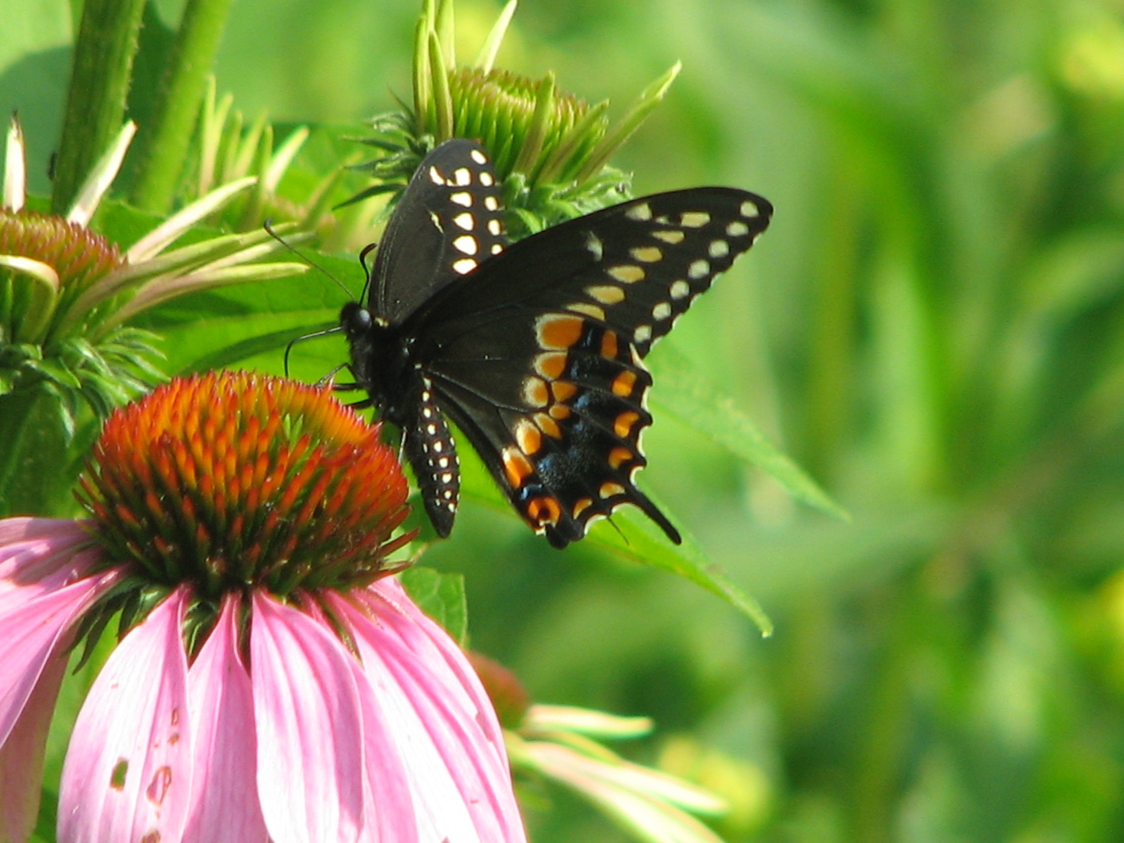 Black Swallowtail Butterfly